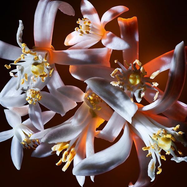 Yves Saint Laurent Libre Flowers & Flames парфюмированная вода для женщин 30 мл (3614274151145) 3614274151145 фото