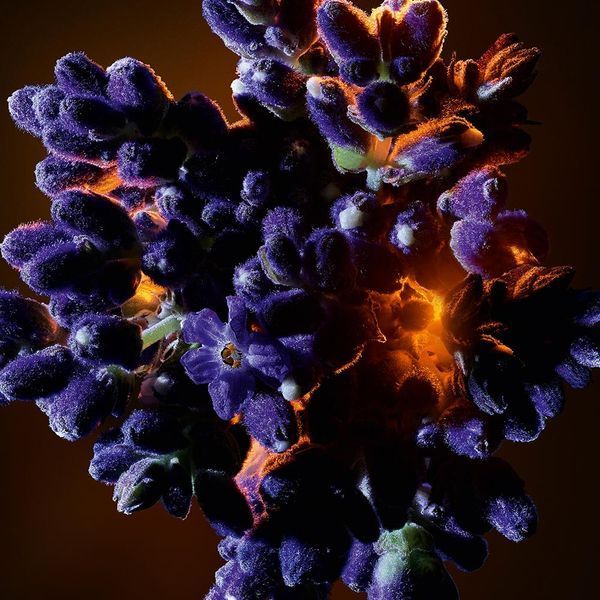 Yves Saint Laurent Libre Flowers & Flames парфюмированная вода для женщин 30 мл (3614274151145) 3614274151145 фото