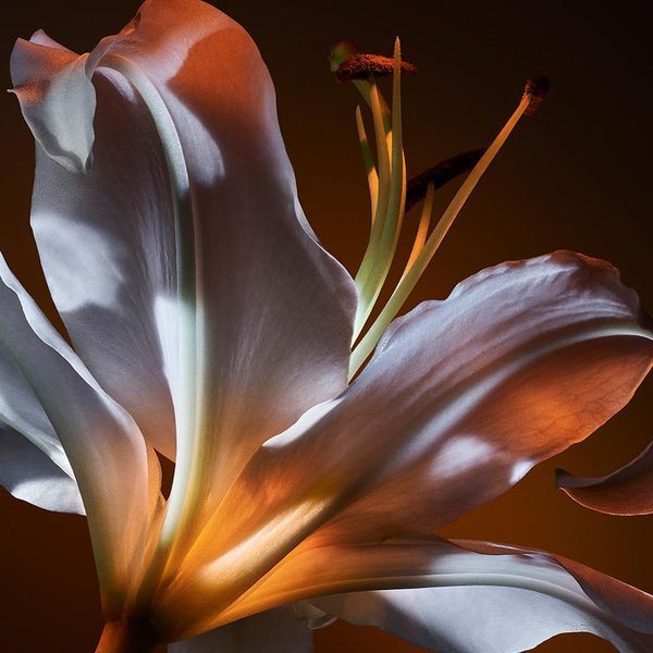 Yves Saint Laurent Libre Flowers & Flames парфюмированная вода для женщин 30 мл (3614274151145) 3614274151145 фото